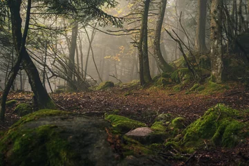 Poster magisch bos in de mist © ueuaphoto