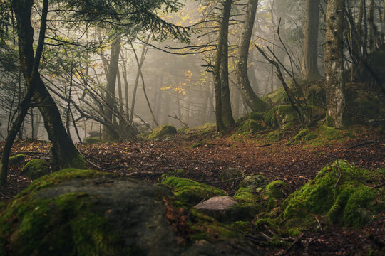 Fototapeta magic forest in the fog