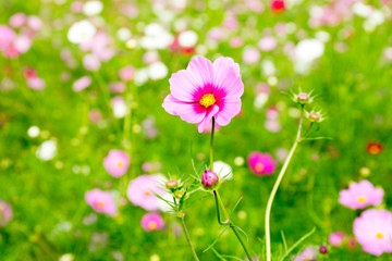 Obraz premium コスモスの花