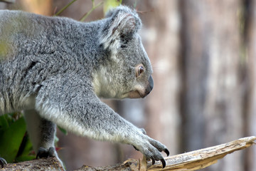 close view of phascolarctos cinereus koala walking on a tree branch