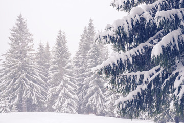 Huge firs covered with snow