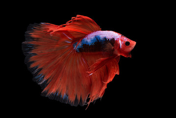 Fototapeta premium Halfmoon Betta Fish