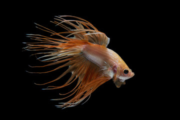 Fototapeta premium Crowntail Betta Fish