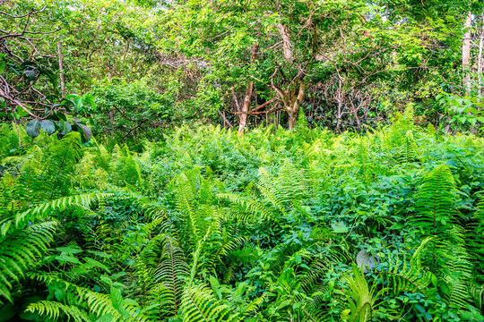 Scenic view of rainforest with ferns