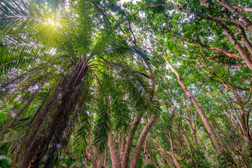 Obraz premium Scenic view of jungle with palms