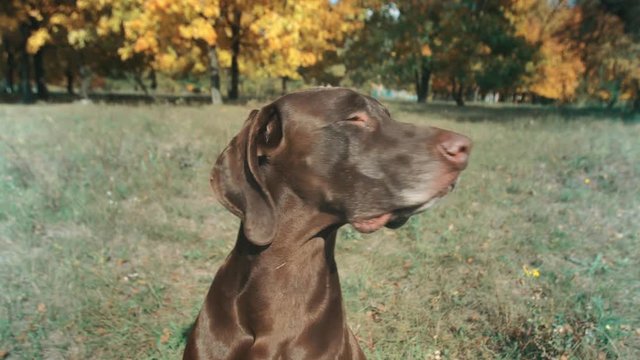 Close-up German Shorthaired Pointer in front. looking away and sniffs at the bird