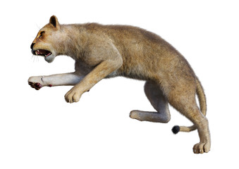 3D Rendering Female Lion on White