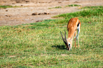 Wild Thompson's gazelle in savannah