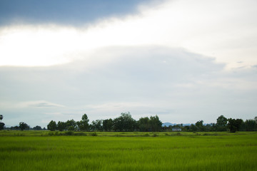 Fototapeta na wymiar Country and rice thailand