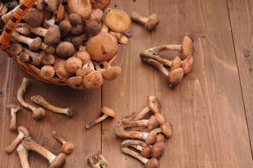 forest mushrooms in the basket