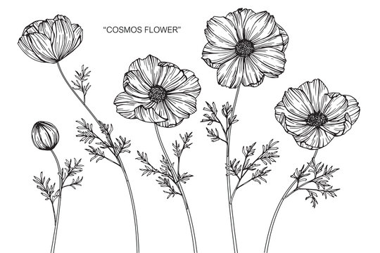 Fototapeta Cosmos flower drawing.