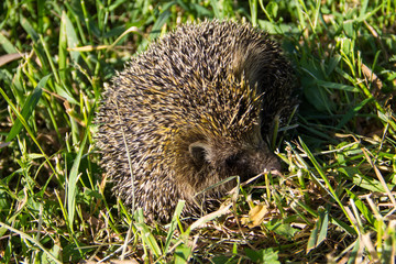 Young prickly hedgehog in green grass