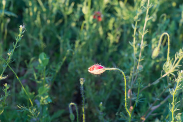 Obraz premium Field with bright red poppies. Flowering fragrant scarlet flowers - poppies against the background of green grass.