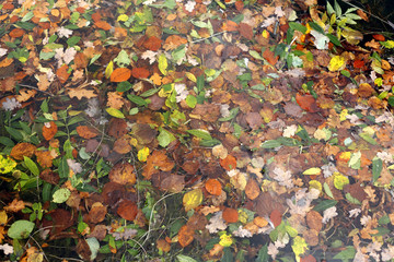 bunt verfärbtes Herbstlaub in einem Gewässer schwimmend