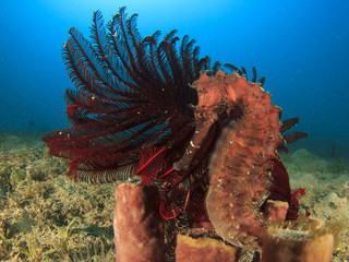 Seahorse © Richard Carey