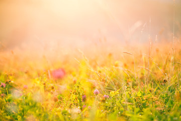 Meadow flowers in the morning sun.