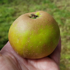 Ribstone Pepping, Apfel, Malus, domestica, Alte Apfelsorte