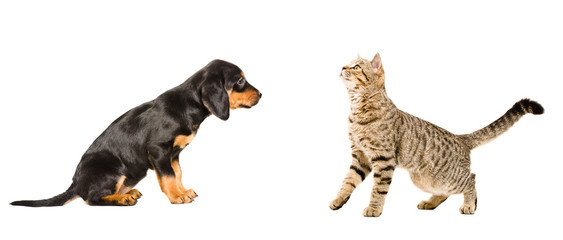 Naklejka premium Cute puppy breed Slovakian Hound and curious cat Scottish Straight, isolated on white background
