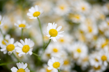 camomile flowers