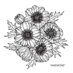 Anemone flower drawing.
