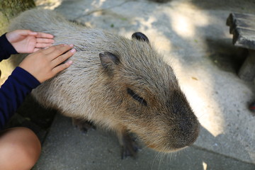 カピバラ