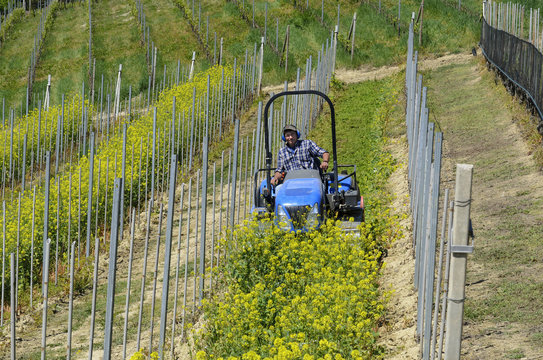 Driver on crawler tractor wearing noise-free headphones, he works among the rows of vineyards in the Langhe hills in Piedmont Italy