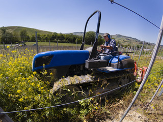 Driver on crawler tractor wearing noise-free headphones, he works among the rows of vineyards in...