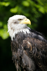 Weißkopfseeadler