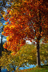 Romantic fall scene of a tree by the river