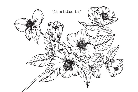 Fototapeta Camellia Japonica flower drawing.