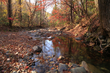 Autumn landscape, forest and stream