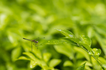 Dragonfly on green leaf with water drop on leaves
