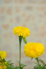 Closed up Marigold flowers in garden of thailand