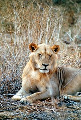 Fototapeta premium lionne siestant