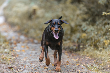 schöner Doberman Hund rennt im Wald