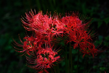 彼岸花　黒バック