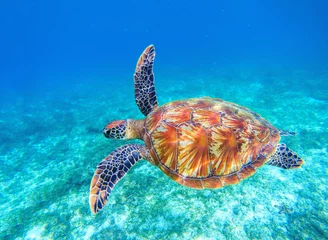 Fototapeten Meeresschildkröte schwimmt im Meerwasser. Große grüne Meeresschildkröte Nahaufnahme. Tierwelt des tropischen Korallenriffs. © Elya.Q