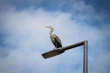 Bird
