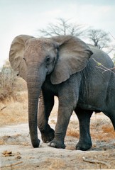 Fototapeta na wymiar il est gros l'éléphant