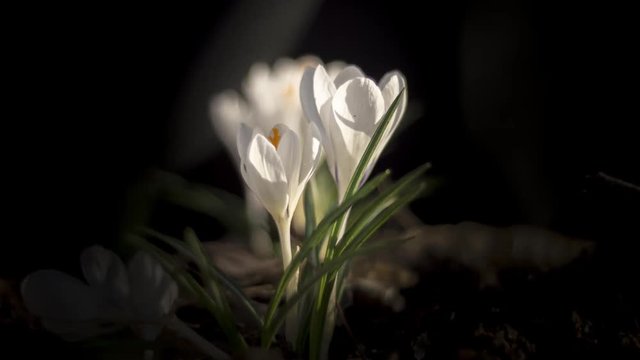 time lapse of snowdrops open up their blossoms
