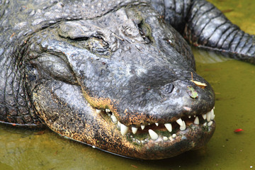 crocodile is resting in the water