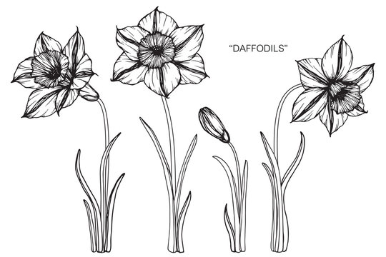 Daffodil flower drawing.