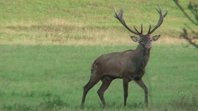 deer stag fores elk