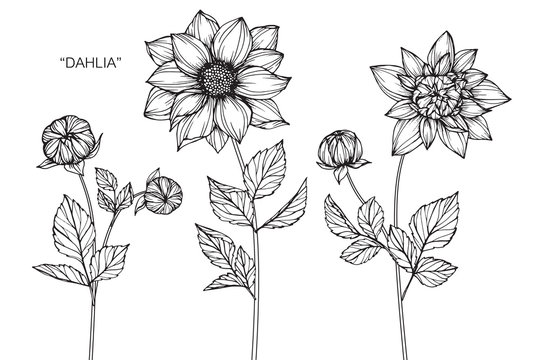 Dahlia flower drawing. 