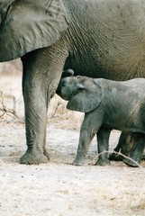 maman éléphant