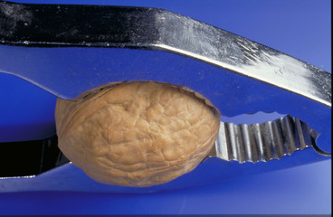 wallnut in nut cracker isolated on a blue background