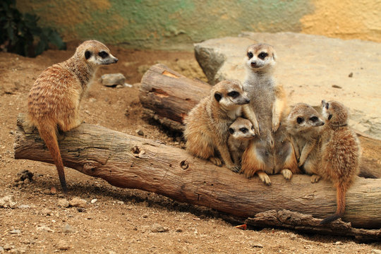 Group Of Suricata Animals