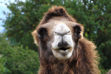 Obraz premium detail of nice camel