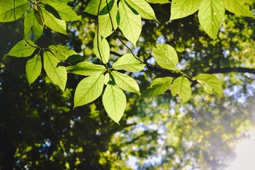 Fototapeta na wymiar Green Leaves Under the Sunlight