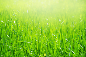 green grass background with selective focus
